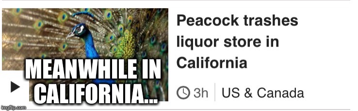 MEANWHILE IN CALIFORNIA... | image tagged in funny,peacock,news,usa,california,meanwhile in | made w/ Imgflip meme maker