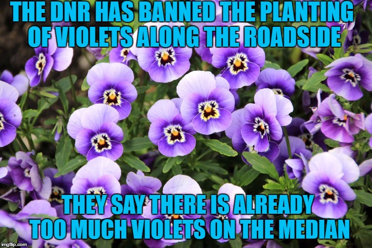 Too much violets | THE DNR HAS BANNED THE PLANTING OF VIOLETS ALONG THE ROADSIDE; THEY SAY THERE IS ALREADY TOO MUCH VIOLETS ON THE MEDIAN | image tagged in purple flowers | made w/ Imgflip meme maker