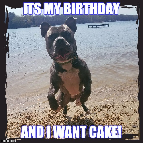 Pitbulls birthday | ITS MY BIRTHDAY; AND I WANT CAKE! | image tagged in pitbulls birthday | made w/ Imgflip meme maker