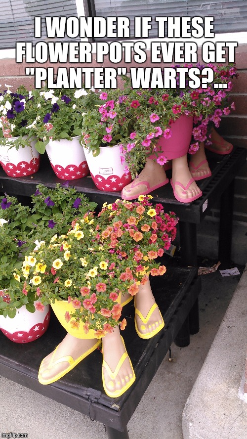 I saw these fish awful flower pots yesterday at Wal-Mart and couldn't help but wonder..  | I WONDER IF THESE FLOWER POTS EVER GET "PLANTER" WARTS?... | image tagged in jbmemegeek,plantar warts,funny memes,welcome to walmart,walmart | made w/ Imgflip meme maker