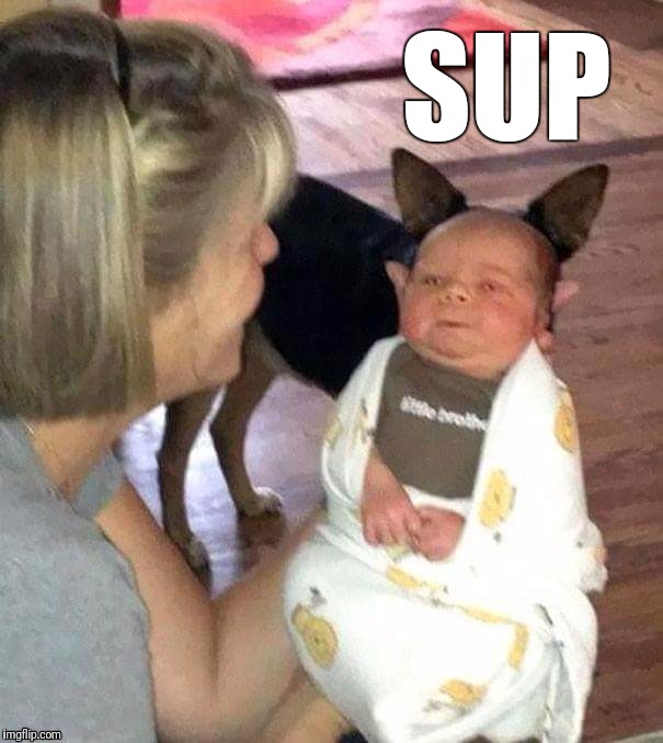 Photobombing level - Expert | SUP | image tagged in memes,dog photobomb,dogs,babies,little brothers,pets | made w/ Imgflip meme maker