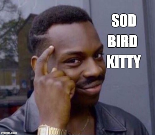 SOD KITTY BIRD | made w/ Imgflip meme maker