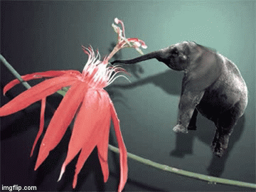 Buttelephant | image tagged in gifs,animals | made w/ Imgflip video-to-gif maker