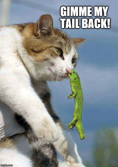 Piece of tail | GIMME MY TAIL BACK! | image tagged in piece of tail | made w/ Imgflip meme maker
