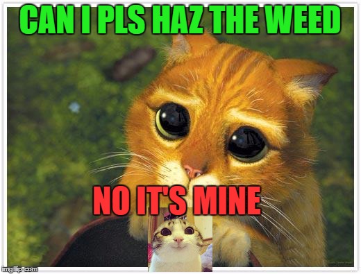 Shrek Cat Meme | CAN I PLS HAZ THE WEED; NO IT'S MINE | image tagged in memes,shrek cat | made w/ Imgflip meme maker