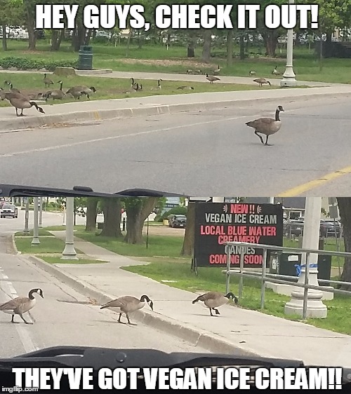 Meanwhile, in Canada! | HEY GUYS, CHECK IT OUT! THEY'VE GOT VEGAN ICE CREAM!! | image tagged in geese,vegan,ice cream,geese crossing road,animal crossing,funny animals | made w/ Imgflip meme maker
