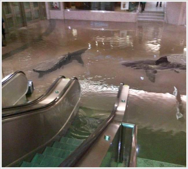 High Quality Shark Mall Blank Meme Template