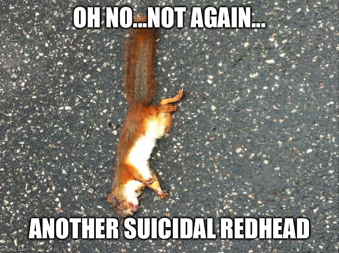 Roadkill | OH NO...NOT AGAIN... ANOTHER SUICIDAL REDHEAD | image tagged in roadkill | made w/ Imgflip meme maker