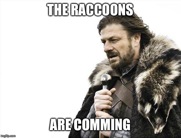 Brace Yourselves X is Coming Meme | THE RACCOONS; ARE COMMING | image tagged in memes,brace yourselves x is coming | made w/ Imgflip meme maker