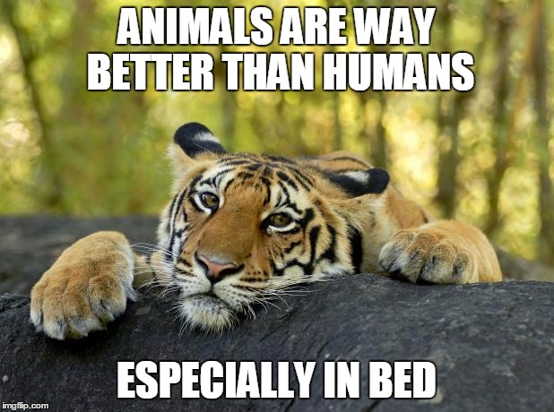 Confession Tiger |  ANIMALS ARE WAY BETTER THAN HUMANS; ESPECIALLY IN BED | image tagged in confession tiger | made w/ Imgflip meme maker