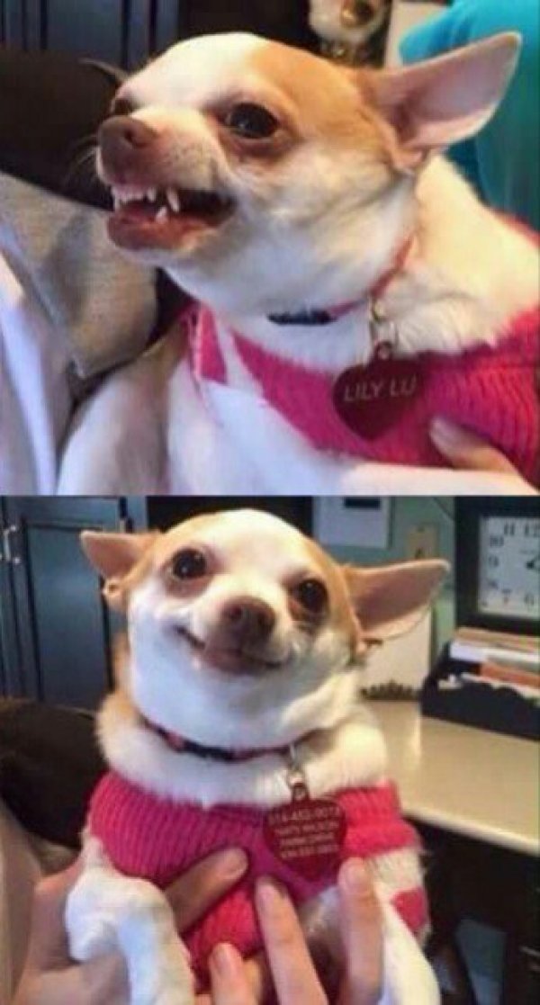 High Quality Chihuahua Blank Meme Template