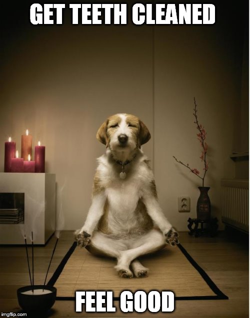 dog meditation funny | GET TEETH CLEANED; FEEL GOOD | image tagged in dog meditation funny | made w/ Imgflip meme maker
