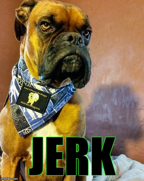 Grumpy Dog | JERK | image tagged in grumpy dog | made w/ Imgflip meme maker