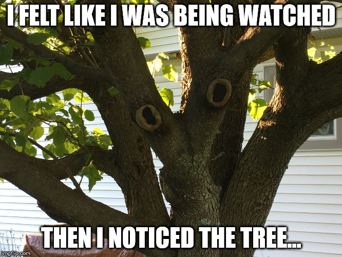 I FELT LIKE I WAS BEING WATCHED; THEN I NOTICED THE TREE... | image tagged in watching tree | made w/ Imgflip meme maker