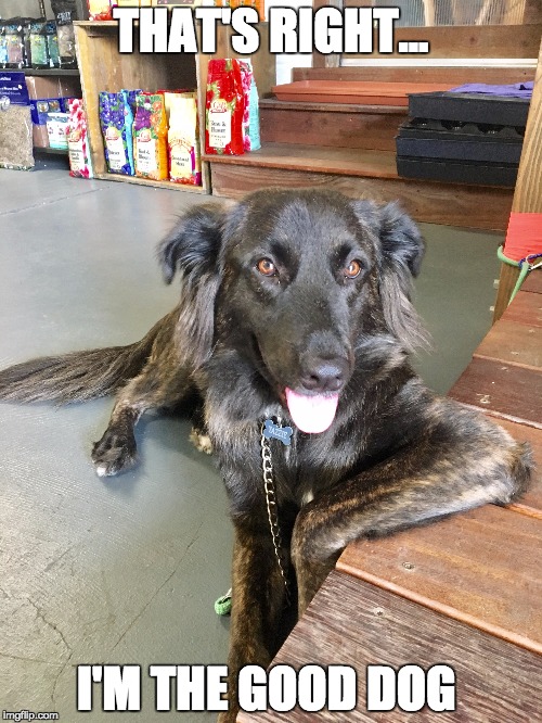 THAT'S RIGHT... I'M THE GOOD DOG | made w/ Imgflip meme maker