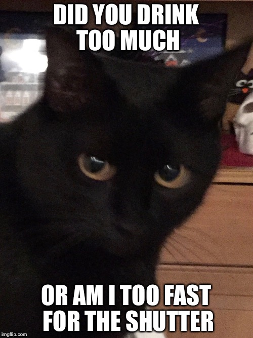 Don't drink and shoot | DID YOU DRINK TOO MUCH; OR AM I TOO FAST FOR THE SHUTTER | image tagged in cats,camera,drinking | made w/ Imgflip meme maker