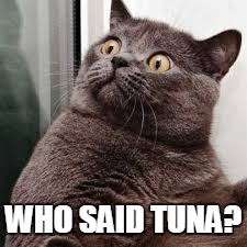 Long time ago memes were just images with a self related caption. They're not 'too na'tural now. | WHO SAID TUNA? | image tagged in memes,cats | made w/ Imgflip meme maker