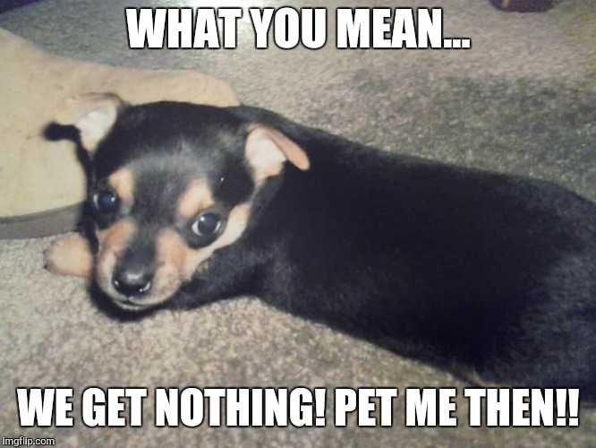 WHAT YOU MEAN... WE GET NOTHING!
PET ME THEN!! | image tagged in dog | made w/ Imgflip meme maker