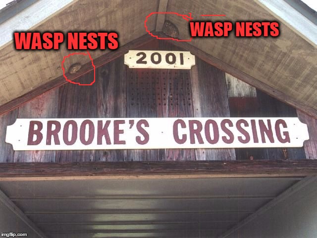 WASP NESTS; WASP NESTS | made w/ Imgflip meme maker