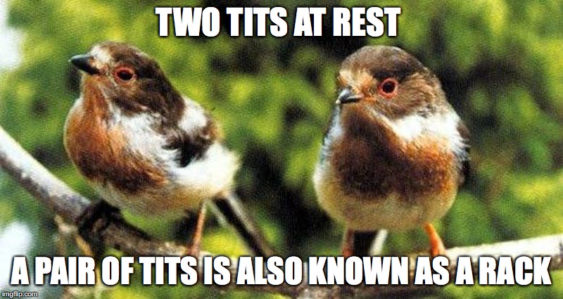 Tits | TWO TITS AT REST; A PAIR OF TITS IS ALSO KNOWN AS A RACK | image tagged in tits,memes | made w/ Imgflip meme maker