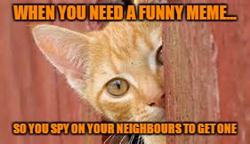 Spy Cat | WHEN YOU NEED A FUNNY MEME... SO YOU SPY ON YOUR NEIGHBOURS TO GET ONE | image tagged in spy cat | made w/ Imgflip meme maker