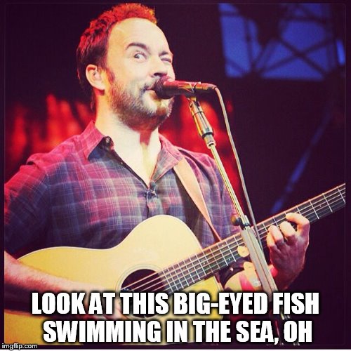 DMB Big Eyed Fish | LOOK AT THIS BIG-EYED FISH SWIMMING IN THE SEA, OH | image tagged in dmb,dave matthew,dave matthews band,big eyed fish,look at this big-eyed fish swimming in the sea oh,fish | made w/ Imgflip meme maker