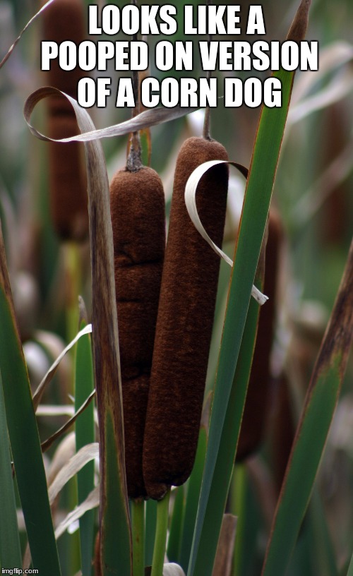 LOOKS LIKE A POOPED ON VERSION OF A CORN DOG | image tagged in corn dogs | made w/ Imgflip meme maker