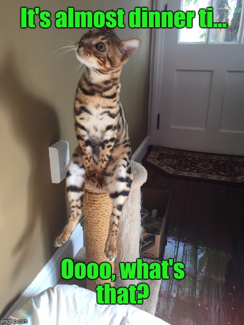 Cat Chilling | It's almost dinner ti... Oooo, what's that? | image tagged in cat chilling | made w/ Imgflip meme maker