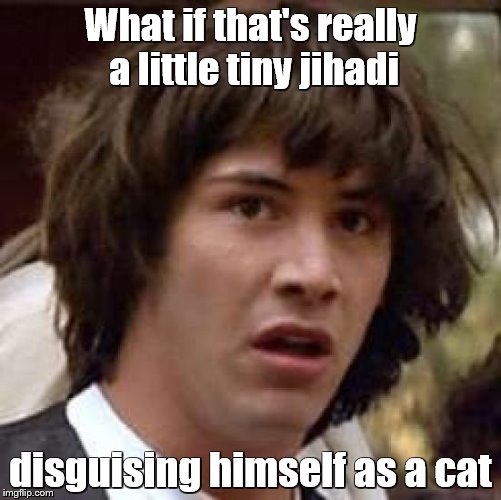 Conspiracy Keanu Meme | What if that's really a little tiny jihadi disguising himself as a cat | image tagged in memes,conspiracy keanu | made w/ Imgflip meme maker