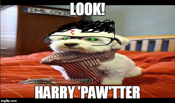 LOOK! HARRY 'PAW'TTER | image tagged in intelligent dog | made w/ Imgflip meme maker