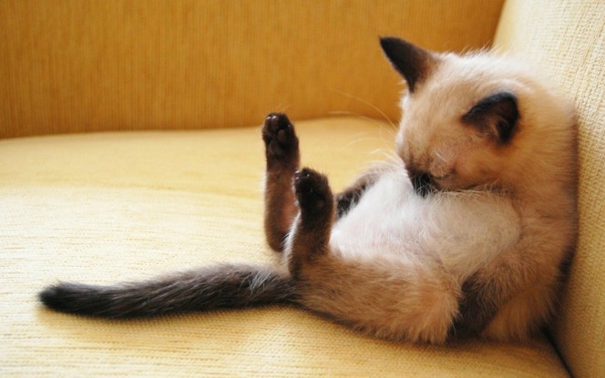 Sleepy Siamese Cat Blank Meme Template
