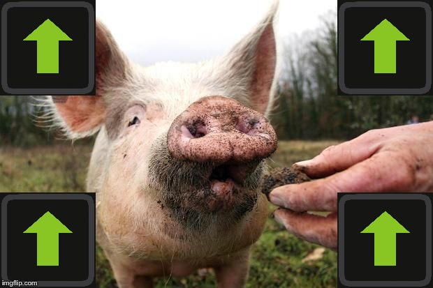 TrufflePig | image tagged in trufflepig | made w/ Imgflip meme maker