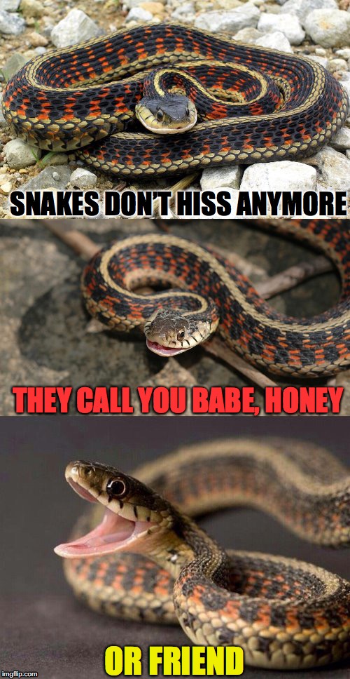 Oh, Mah Darlin’ Serpentine | SNAKES DON’T HISS ANYMORE; THEY CALL YOU BABE, HONEY; OR FRIEND | image tagged in backstabber,smiling snake | made w/ Imgflip meme maker