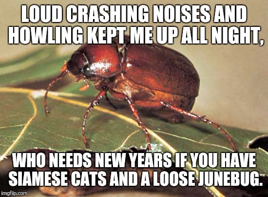 Junebug Cat Circus | LOUD CRASHING NOISES AND HOWLING KEPT ME UP ALL NIGHT, WHO NEEDS NEW YEARS IF YOU HAVE SIAMESE CATS AND A LOOSE JUNEBUG. | image tagged in funny cats,bad luck brian,bugs | made w/ Imgflip meme maker