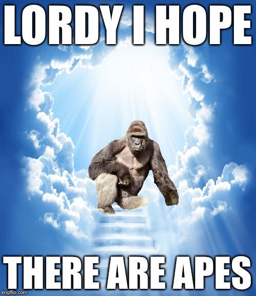 LORDY I HOPE; THERE ARE APES | image tagged in memes,harambe,rip harambe,james comey | made w/ Imgflip meme maker