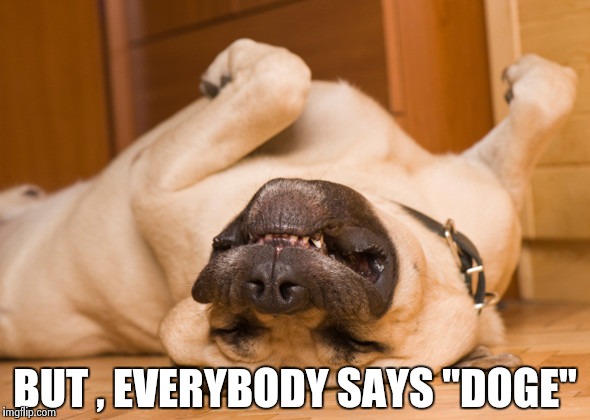 Sleeping dog | BUT , EVERYBODY SAYS "DOGE" | image tagged in sleeping dog | made w/ Imgflip meme maker