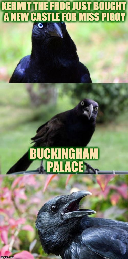 bad pun crow | KERMIT THE FROG JUST BOUGHT A NEW CASTLE FOR MISS PIGGY; BUCKINGHAM PALACE | image tagged in bad pun crow,memes,funny,kermit the frog | made w/ Imgflip meme maker