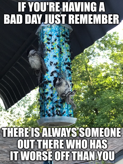 And Friday just started :( | IF YOU'RE HAVING A BAD DAY JUST REMEMBER; THERE IS ALWAYS SOMEONE OUT THERE WHO HAS IT WORSE OFF THAN YOU | image tagged in birds,death,friday | made w/ Imgflip meme maker