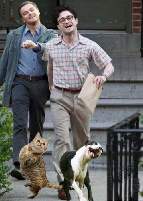 dicaprio radcliffe cat dog Blank Meme Template