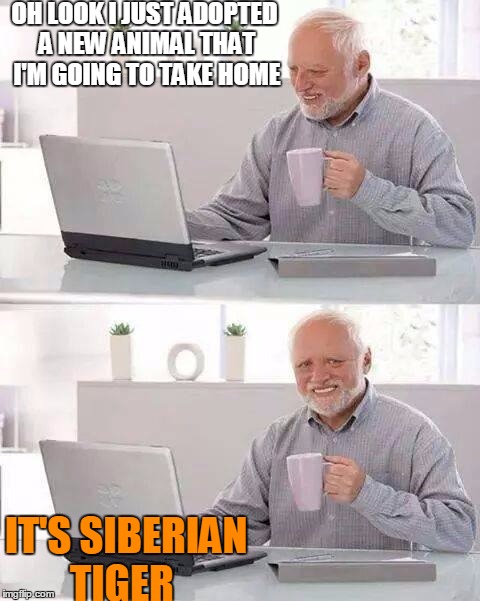 Hide the Pain Harold | OH LOOK I JUST ADOPTED A NEW ANIMAL THAT I'M GOING TO TAKE HOME; IT'S SIBERIAN TIGER | image tagged in memes,hide the pain harold | made w/ Imgflip meme maker
