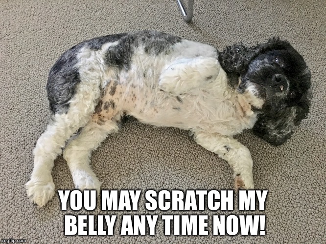 YOU MAY SCRATCH MY BELLY ANY TIME NOW! | image tagged in dogs,pets | made w/ Imgflip meme maker