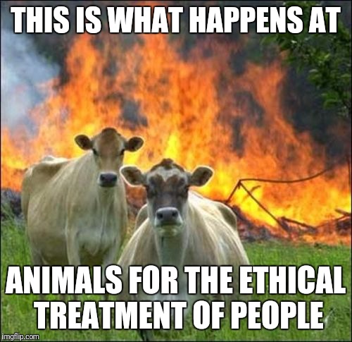 They burned my barn so I won't have to work such long hours | THIS IS WHAT HAPPENS AT; ANIMALS FOR THE ETHICAL TREATMENT OF PEOPLE | image tagged in memes,evil cows | made w/ Imgflip meme maker