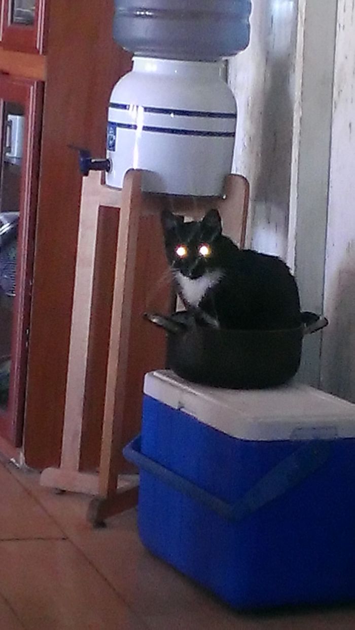 cyborg cat in pot Blank Meme Template