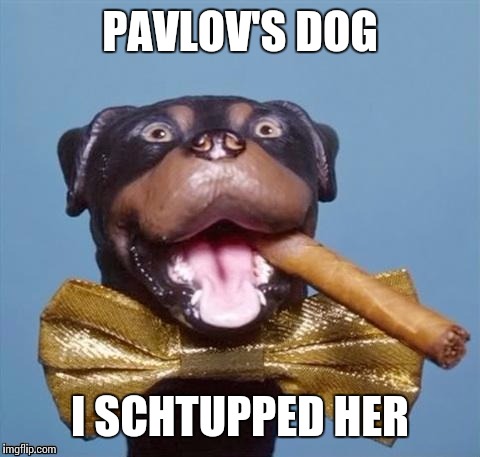 I keed,i keed | PAVLOV'S DOG; I SCHTUPPED HER | image tagged in triumph the insult comic dog,memes,funny memes,funny dogs | made w/ Imgflip meme maker
