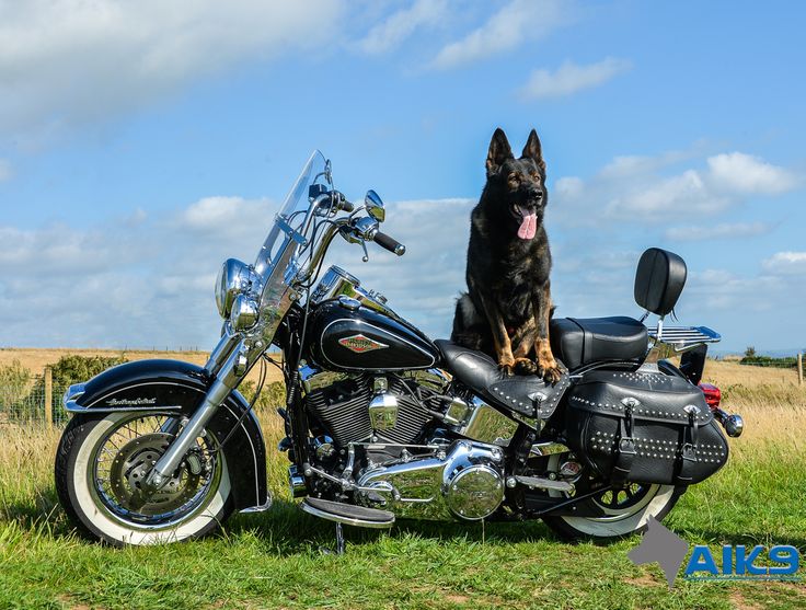 German Shepard bike Blank Meme Template