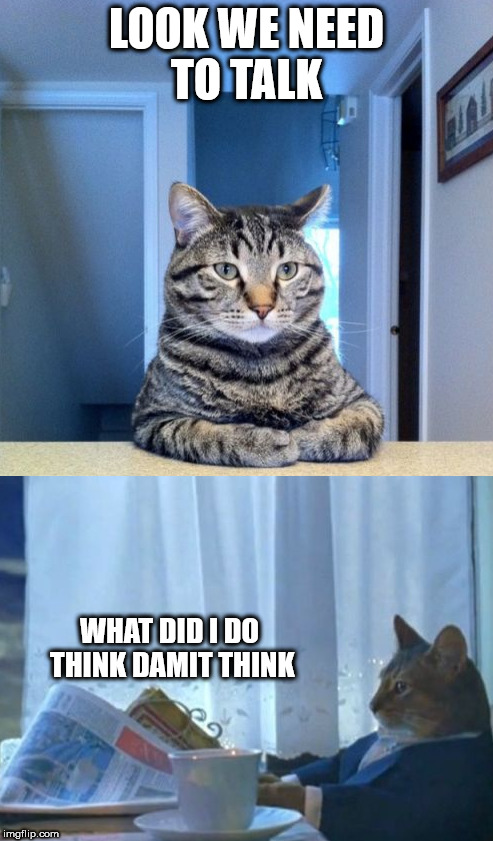 We need to talk | LOOK WE NEED TO TALK; WHAT DID I DO THINK DAMIT THINK | image tagged in cats,animals,memes,we need to talk | made w/ Imgflip meme maker