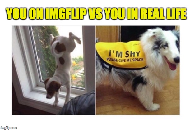 YOU ON IMGFLIP VS YOU IN REAL LIFE | image tagged in dogs,imgflip users,shy,extrovert,personality | made w/ Imgflip meme maker