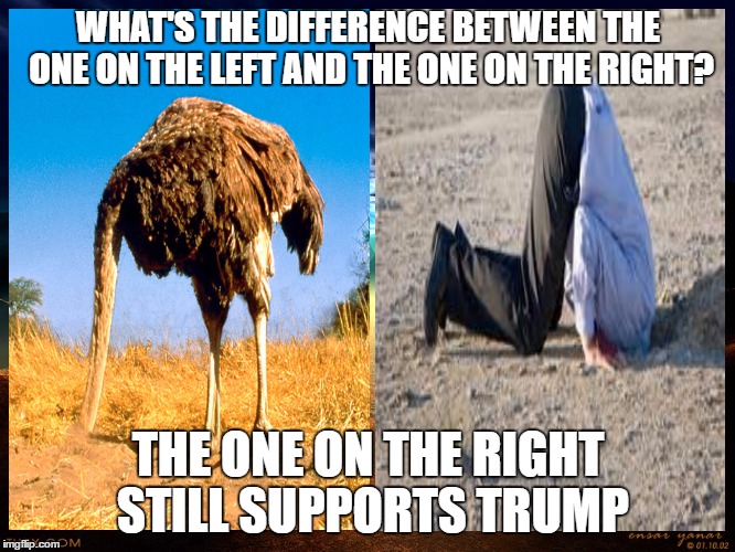 Ostrich vs. Trump Supporter | WHAT'S THE DIFFERENCE BETWEEN THE ONE ON THE LEFT AND THE ONE ON THE RIGHT? THE ONE ON THE RIGHT STILL SUPPORTS TRUMP | image tagged in polotics,democrat,republican,trump,disaster | made w/ Imgflip meme maker