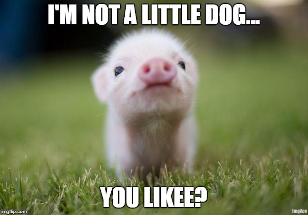 piglet | I'M NOT A LITTLE DOG... YOU LIKEE? | image tagged in piglet | made w/ Imgflip meme maker