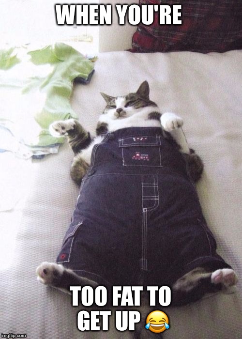 Fat Cat Meme 2 | WHEN YOU'RE; TOO FAT TO GET UP 😂 | image tagged in fat cat meme 2 | made w/ Imgflip meme maker